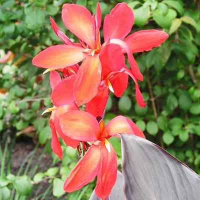 Produktbild von Canna Blüten Knolle Töpfe Garten Kanna Ingeborg 1 St.