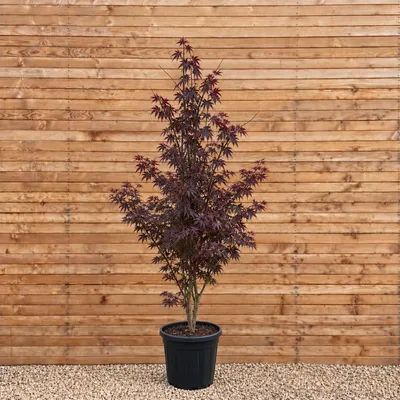 Produktbild von Fächerahorn Bloodgood 250-300 cm - Acer palmatum mehrstämmig