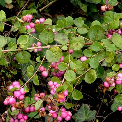 Obrázek produktu pro 2 x  sněženka  - Symphoricarpos doorenbos 'Amethyst'  | 50-60 cm v kontejneru