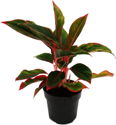 Zdjęcie produktu dla Aglaonema Jungle Red - Kolorowa nic kolby - Niezwykle odmiany - 12 cm - ok. 25-30 cm wysokosci