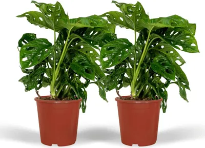 Produktbild von Fensterblatt – Monstera Monkey Leaf – Zimmerpflanze – Ø12 cm – ↕30 cm – Lochblatt – Pflegeleicht – Tropisches Flair