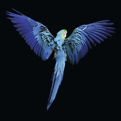 Produktbild von Metallbild Blue Parrot 98x98 cm