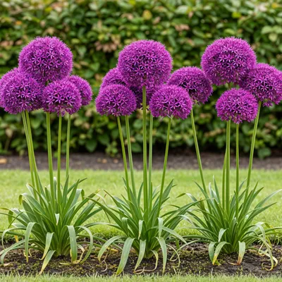 Image de Cœur d'exotisme bulbes à fleurs - Ail d'ornement Allium Purple Sensation (15 pièces) diamètre 10-12cm