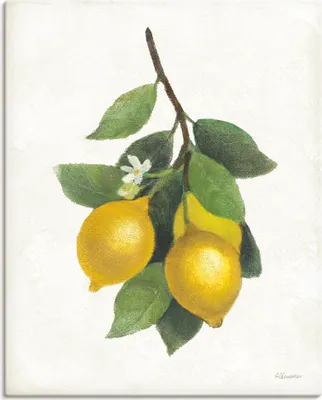 Produktbild von ARTland Leinwandbild Lemon Branch III Größe: 90x120 cm