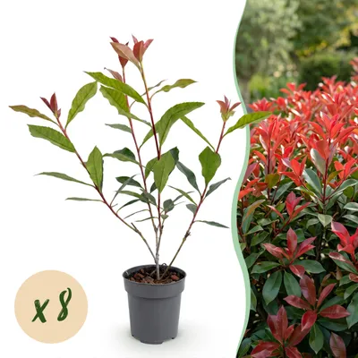 Produktbild von Heckenpflanzen - Photinia fraseri Carre Rouge - rot grün Blatt - 8 Pflanzen - 1 laufender Meter - immergrün - Topf 9cm Höhe 30-35cm - 25-35cm - Ø12cm - Gartenpflanze