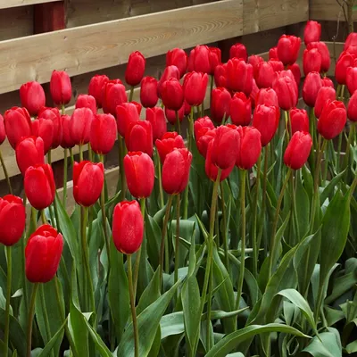 Produktbild von Tulpen Blumenzwiebeln Zwiebeln Blumen Riesige Tulpe Sky High Scarlet 5 St.