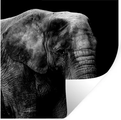 Produktbild von MuchoWow® Wandtattoo Wandsticker Wandaufkleber Elefant - Tiere - Schwarz - Weiß 50x50 cm Selbstklebend und Repositionierbar - Selbstklebend - Fototapeten