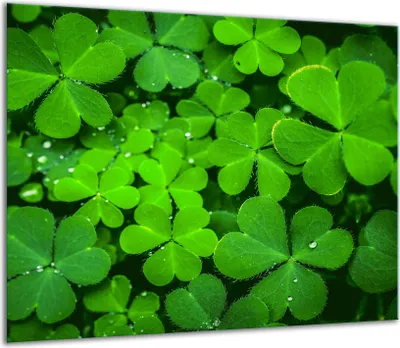 Produktbild von Herdabdeckplatten Glaskeramikkochfeld-Abdeckung Spritzschutz Glas 60x52cm Grün