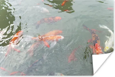 Produktbild von MuchoWow® Poster Eine Gruppe von Koi-Karpfen in einem Teich 60x40 cm - Schlafzimmerdekoration