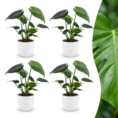 Produktbild von Green boutiQ - Monstera Deliciosa - Fensterblatt - 4 Pflanzen - mit Weißem Topf - Topf 12cm - Höhe - 30cm
