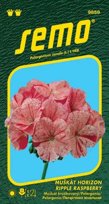 Produktbild von Pelargonien Samen - Horizon Ripple Himbeere 11s