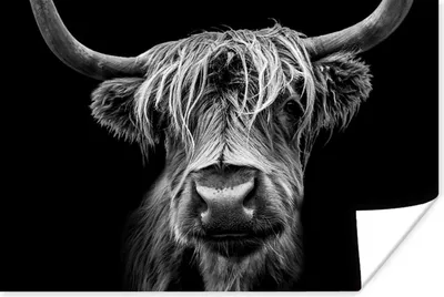 Produktbild von MuchoWow® Poster Schottischer Highlander - Hörner - Schwarz - Weiß - Kuh - Wild - Tiere 60x40 cm - Schlafzimmerdekoration