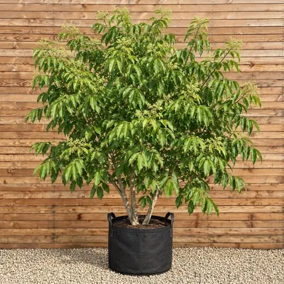 Produktbild von Bienenbaum 150-200 cm - Tetradium daniellii mehrstämmig
