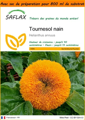 Image de SAFLAX Garden in the bag - Tournesol nain - 40 graines - Helianthus