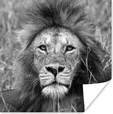 Produktbild von MuchoWow® Poster Löwe - Porträt - Tiere 75x75 cm - Wand Dekoration