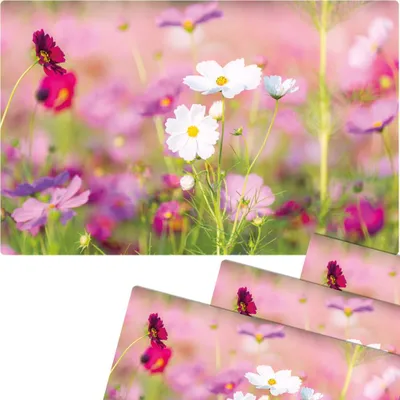 Produktbild von Abwaschbare Tischsets 4er Set Blumen-Wiese pink weiß
