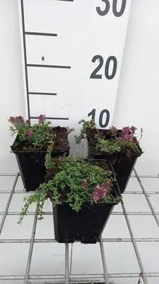 Produktbild von 6 x  Thymus praecox 'Red Carpet' - Thymian - Topf 9 x 9 cm