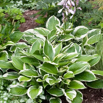 Immagine prodotto di Hosta Funkia Yellow River 1 pz. Piantina Piantine di Hosta Funkie
