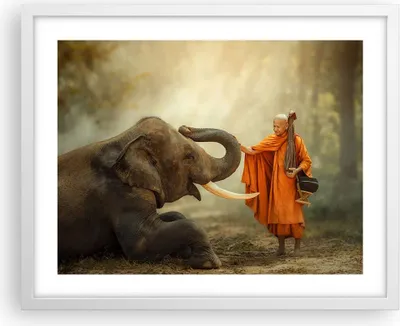 Produktbild von Gerahmtes Poster - Weißer Rahmen - Elefant Mönch Stoßzahn - 50x40 cm - Wand Bild - Wanddeko - Wandbilder - Kunstposter - Wandposter - Bilderrahmen - Bilder - Kunstdruck - Wandbild - P2WAA50x40-3484