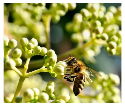 Produktbild von Bienenbaum, Tausendblütenstrauch, Euodia hupehensis, 80-100 cm im Topf