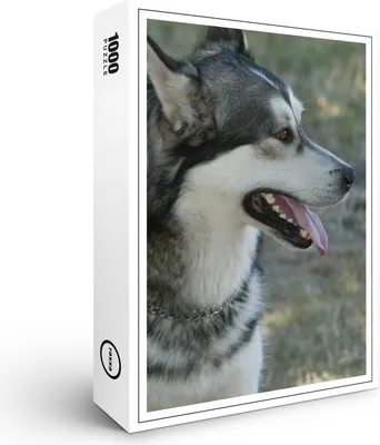 Image de puzzle premium raxxa "Haushusky", 1000 pièces