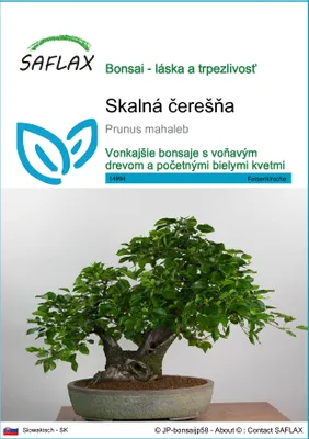 Obrázok produktu pre SAFLAX - skalná čerešňa - Prunus mahaleb - 30 Semená