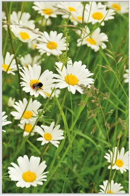 Produktbild von Wallario Wandbild Margeritenwiese, Größe: 61 x 91,50 cm, Poster mit weißem Aluminiumrahmen