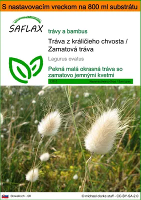 Obrázok produktu pre SAFLAX Garden in the bag - Tráva z králičieho chvosta / Zamatová tráva - Lagurus ovatus - 100 Semená - S pestovateľským substrátom v praktickom samostaviteľnom vrecku