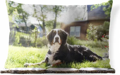 Produktbild von MuchoWow® Outdoor Kissen - Sonnenstrahlen entlang des Berner Sennenhundes - 60x40 cm - Wetterfest - Lounge Kissen - Zierkissen - Kissen für Innenräume