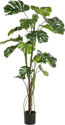 Immagine prodotto di Monstera Artificiale Smeraldo - Mogli | 180 cm, per interni, albero artificiale, proprio come quello vero, adatto a chi soffre di allergie, pratica decorazione di piante, ufficio e soggiorno