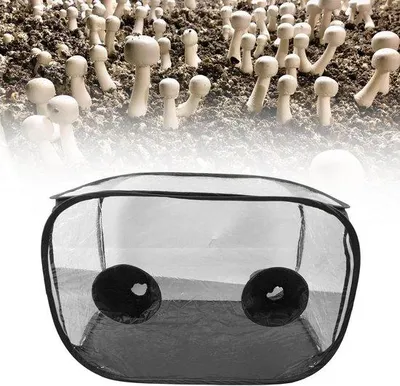 Produktbild von Famanu Paddenstoelenkweekset für Zuhause - Faltbare Growbox mit Belüftung für frische Luft