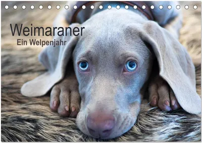 Produktbild von Weimaraner - Ein Welpenjahr (Tischkalender 2026 DIN A5 quer), CALVENDO Monatskalender
