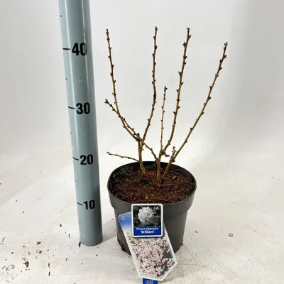 Obrázok produktu pre Prunus nipponica 'Brillant' – kurilská čerešňa Ruby | 30–40 cm v črepníku