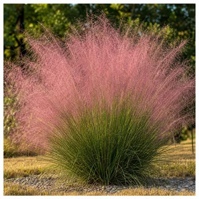 Produktbild von Stauden Gänge 1 x Muhlenbergia capillaris im 1 Liter Topf - Rosa Haargras - Rosa Wolken, die den Garten verzaubern - Blickfang - Winterhart