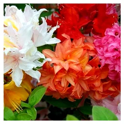 Produktbild von 3 X Gemischte Japanische Zwerg-Azaleen Bunte Gartenpflanzen In Töpfen