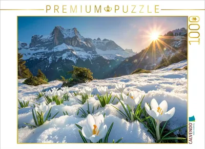 Produktbild von CALVENDO Puzzle Frühlingsboten | 1000 Teile Lege-Größe 64x48cm Foto-Puzzle für glückliche Stunden