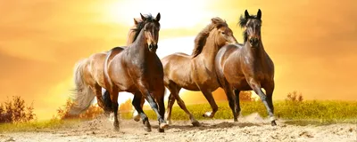 Produktbild von Fototapete - Horses in Sunset 375x150cm - Vliestapete