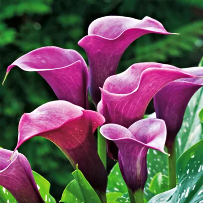Image de Zantedeschia Calla Kalla Kalia Purple Sensation 1 pièce Bulbes tubéreux