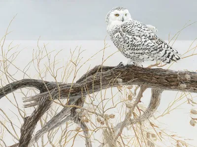 Produktbild von COBBLE HILL Puzzle Schneeeule auf Weide 500 Teile