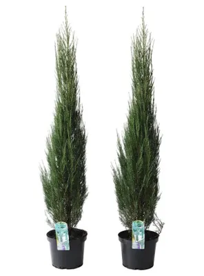 Produktbild von 2 blaue Raketenwacholder (Höhe inkl. Topf : 90-100 cm), Juniperus scopulorum "Blue Arrow"