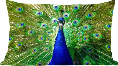 Produktbild von MuchoWow® Zierkissen Sofakissen Wohnzimmer Dekokissen 50x30 cm Pfau - Federn - Augen - Wohnzimmerdekoration - Polster mit Photo