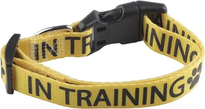 Produktbild von Hundehalsband für Training - Komfortabel & Widerstandsfähig