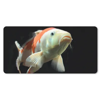 Produktbild von MuchoWow® Mauspad Mousepad Ein Koi-Karpfen mit orangefarbenen Details vor einem schwarzen Hintergrund 60x30 cm - Mousepads - Maus Mat - Pad - Mausunterlage - Nachhaltig