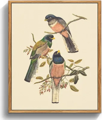 Obrázok produktu pre Vintage obraz na plátne s dreveným rámom 30x40cm Trogon Variegatus Aesthetic
