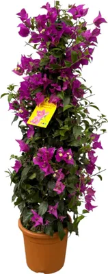 Obrázok produktu pre Bougainvillea Pyramide 80 cm – Ø 17 cm – kvitnúca popínavá rastlina v tvare pyramídy – žiarivé farby na terasu, balkón a do záhrady – slnečné stanovište