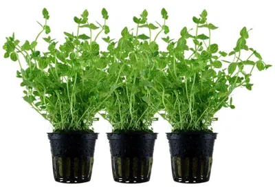 Produktbild von Aquarium Pflanze 3 Stück Lindernia rotundifolia Tropica Nr.045 Wasserpflanze