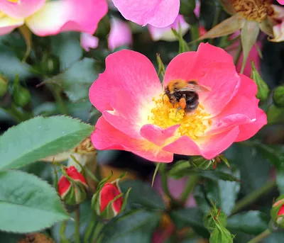 Produktbild von Dehner Rose Bodendeckerrose Bienenweide® Bicolor, Züchter Tantau, zweifarbige pink-gelbe Blüten, nicht duftend, insektenfreundlich, 15-30 cm, 4 l Topf