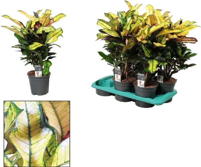 Obrázek produktu pro Croton Wilma - pokojová rostlina - Ø17cm - Ø60cm - Barevná tropická rostlina s