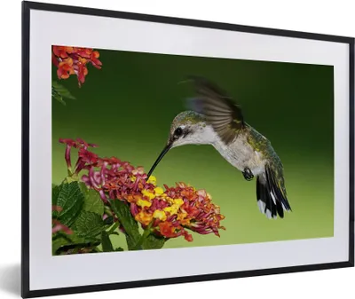 Produktbild von MuchoWow® MuchoWow® Gerahmtes Poster Kolibri - Blume - Vogel 60x40 cm - Poster mit zchwarzem Bilderrahmen - Schlafzimmer - Plakat in Rahmen - Drucken