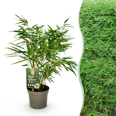 Image de Green boutiQ - Graminées - Fargesia Rufa - Bambou non envahissant - À feuillage persistant - Vert - 1 plant - Pot de 17 cm - Hauteur 60 cm